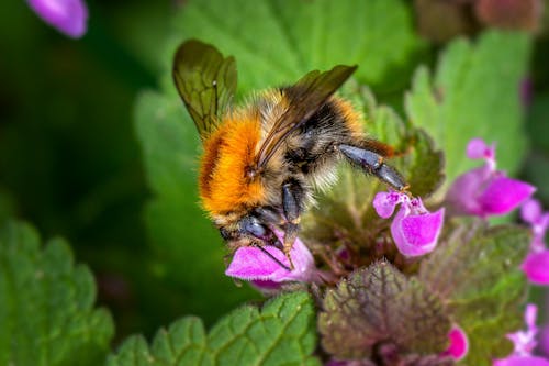 Foto d'estoc gratuïta de abella, abelles, animal
