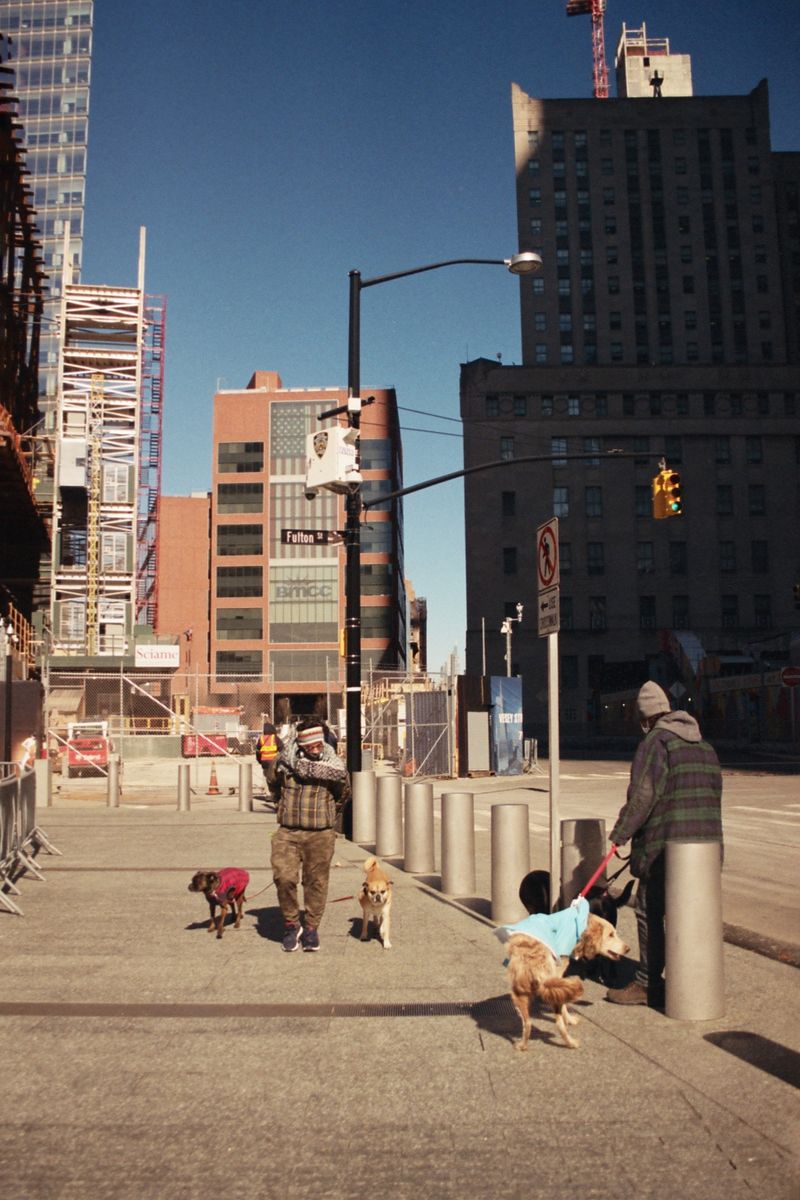 A trainer working with owners and their dogs outdoors