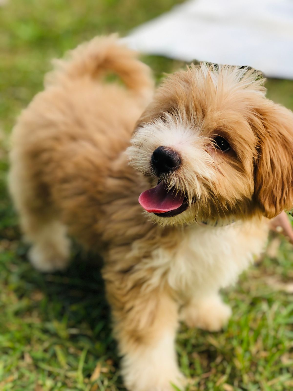Small fluffy dog standing naturally on grass