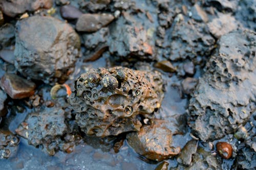 คลังภาพถ่ายฟรี ของ หอยทาก, หอยทากที่มีชีวิต, หิน