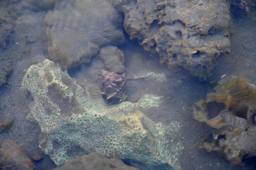 คลังภาพถ่ายฟรี ของ ปะการัง, แนวประการัง