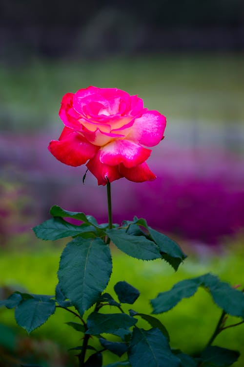 Pink Rose in Bloom