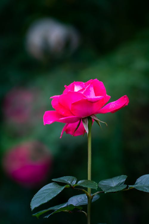 Rose Flower on a Dark Background