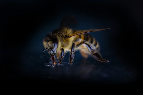 Free Close Up Shot of a Honeybee Stock Photo
