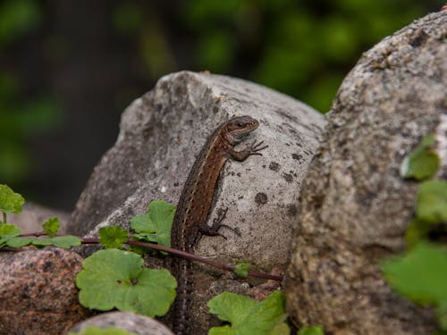 Free Brown Lizard on Gray Rock Stock Photo