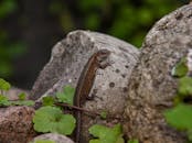 Brown Lizard on Gray Rock
