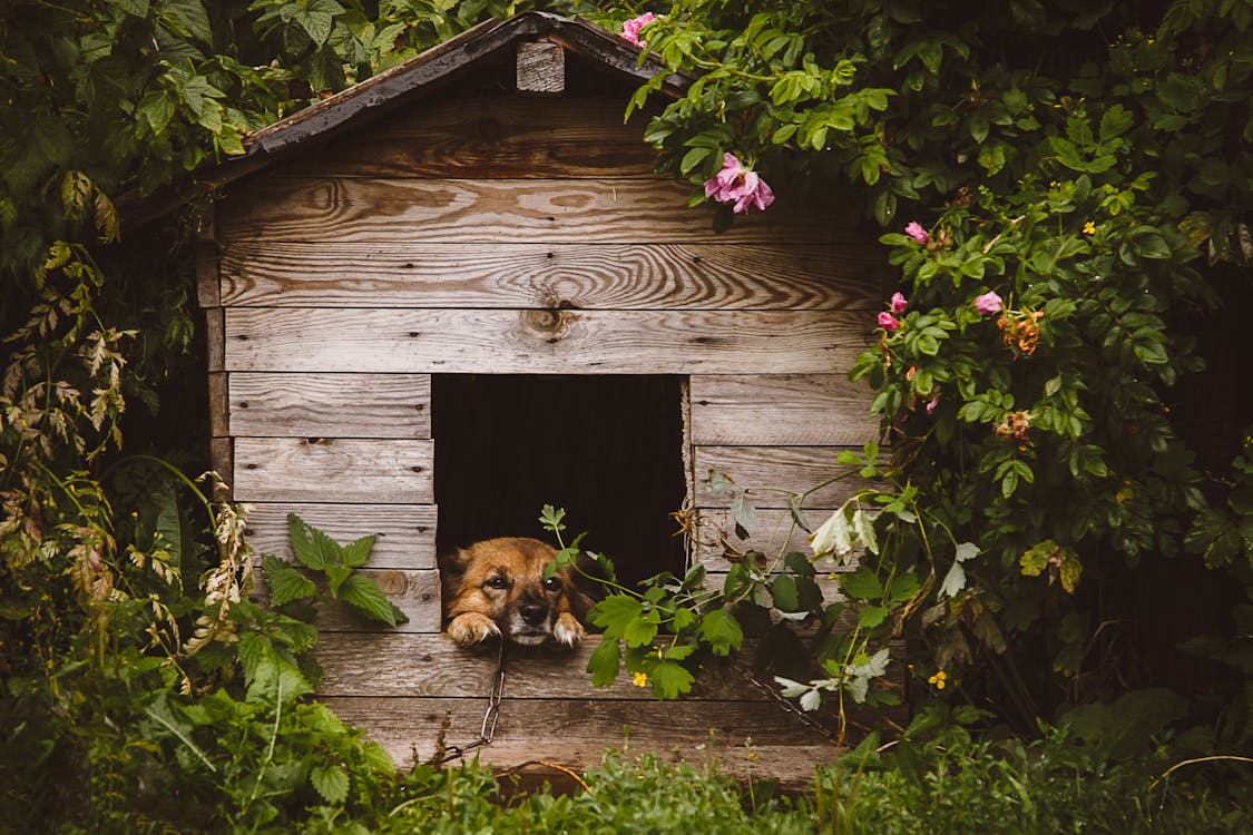 Free Brown Dog in the Wooden Kennel Stock Photo