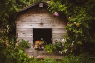 Brown Dog in the Wooden Kennel