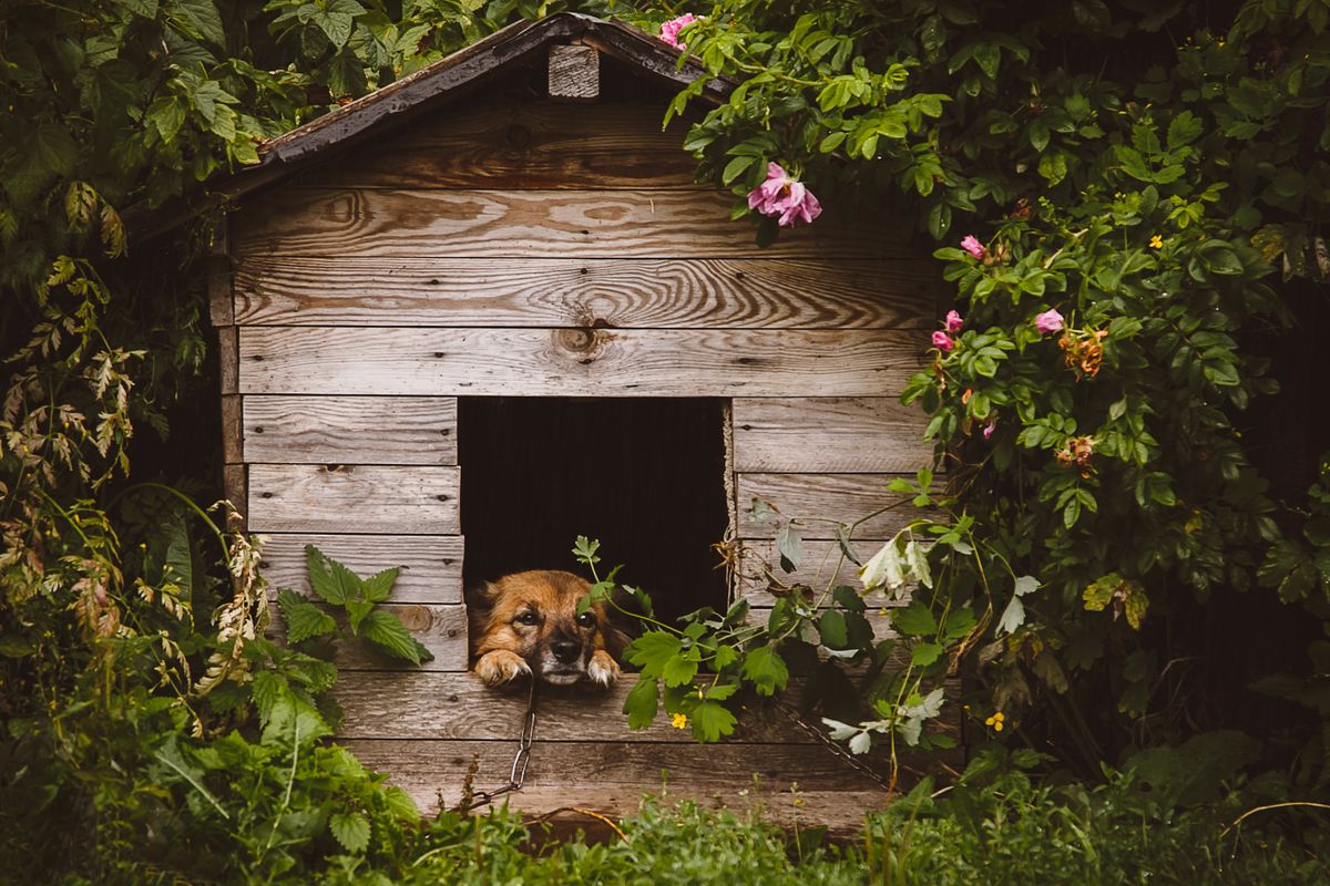 Dog House Türkiye Özel Bonus temasını çağrıştıran sevimli köpek ve kulübesi