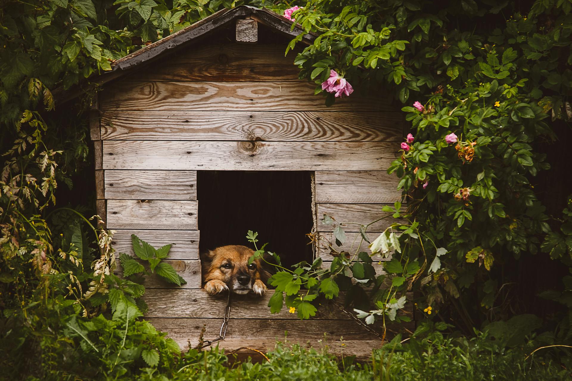 Le chien brun dans le chenil en bois