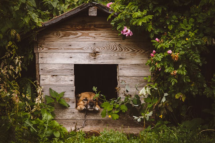 Brown Dog In The Wooden Kennel