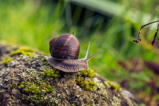 Detailed close-up of a snail on a moss-covered rock in a vibrant garden setting.