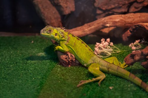 Foto d'estoc gratuïta de animal, branca d'arbre, camuflatge