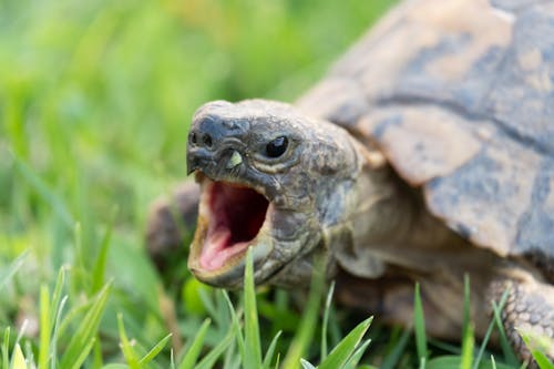 Aggressive turtle with mouth opened on grassy ground in natural habitat at daylight