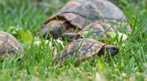 Turtles on Ground