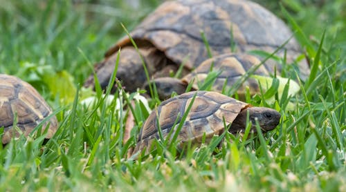 Gratis stockfoto met aarde, dierenfotografie, gras