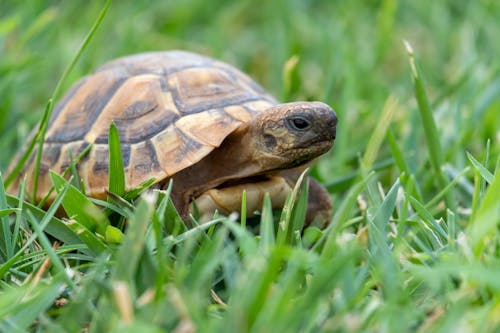 Slow turtle enclosed in scaly domed shell on grassy ground of meadow in nature