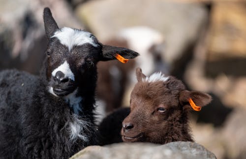 Heads of Goats Kids