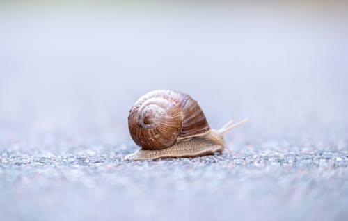 Side view of little snail mollusk with single spiral shell crawling slowly on blurred asphalt