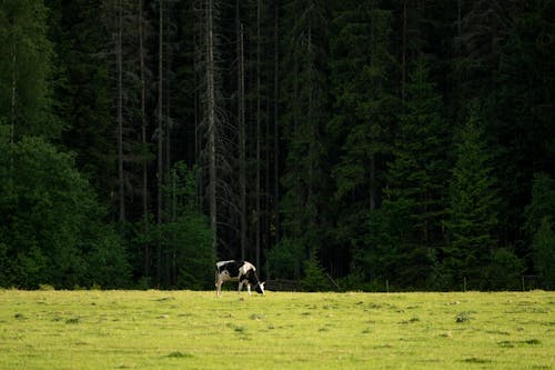 Cow pasturing in green meadow near coniferous forest