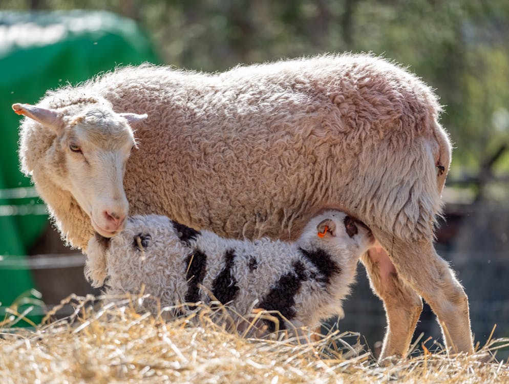 Sheep feeding lamb in enclosure in farm