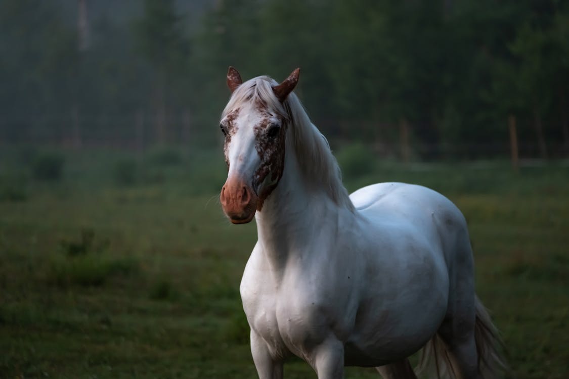 Akhal Teke Turkmen horse breed with brown spots on head standing on grassy lawn in countryside