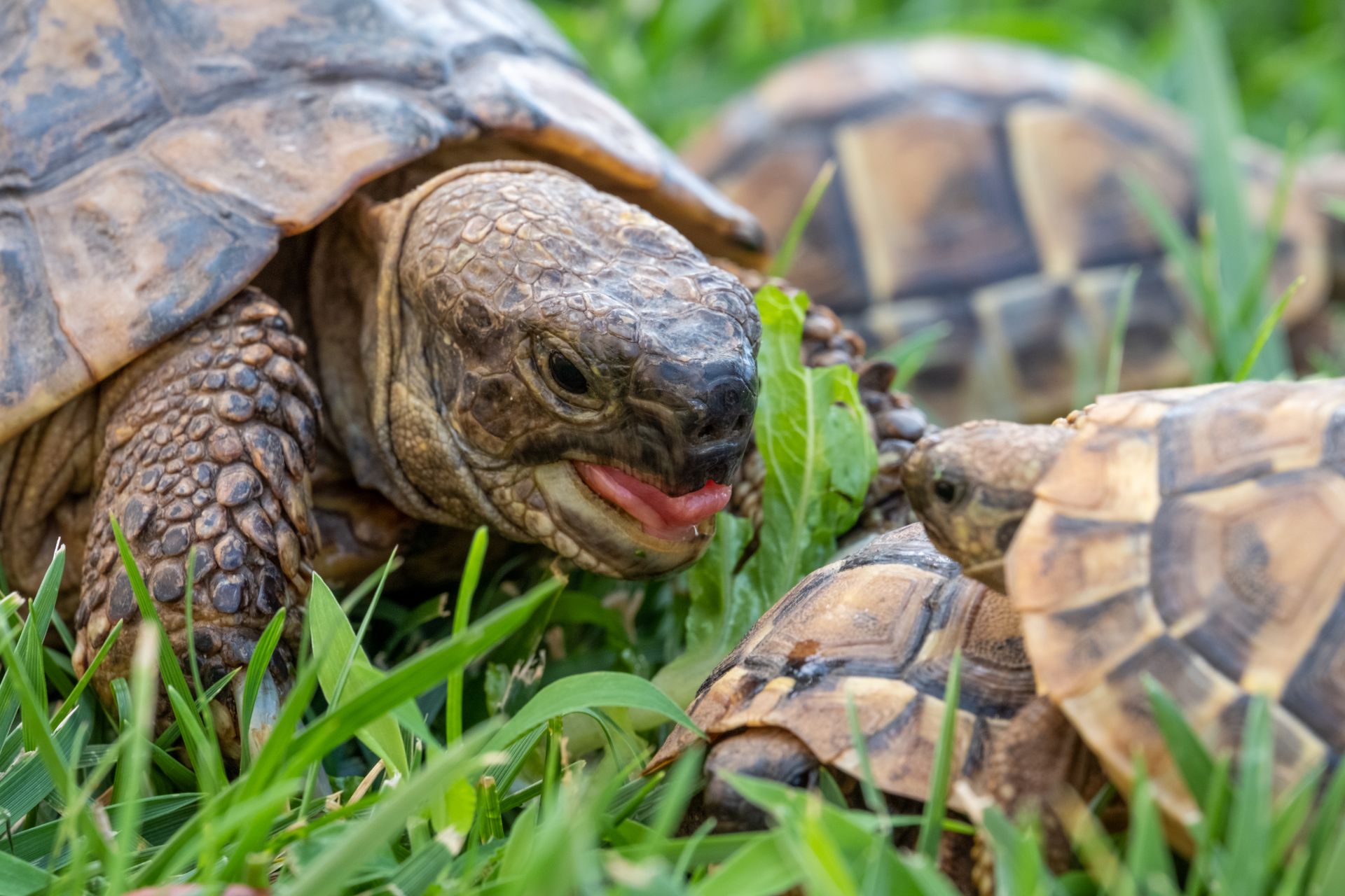 Tortoises grazing on fresh grass, showcasing nature and wildlife close up.