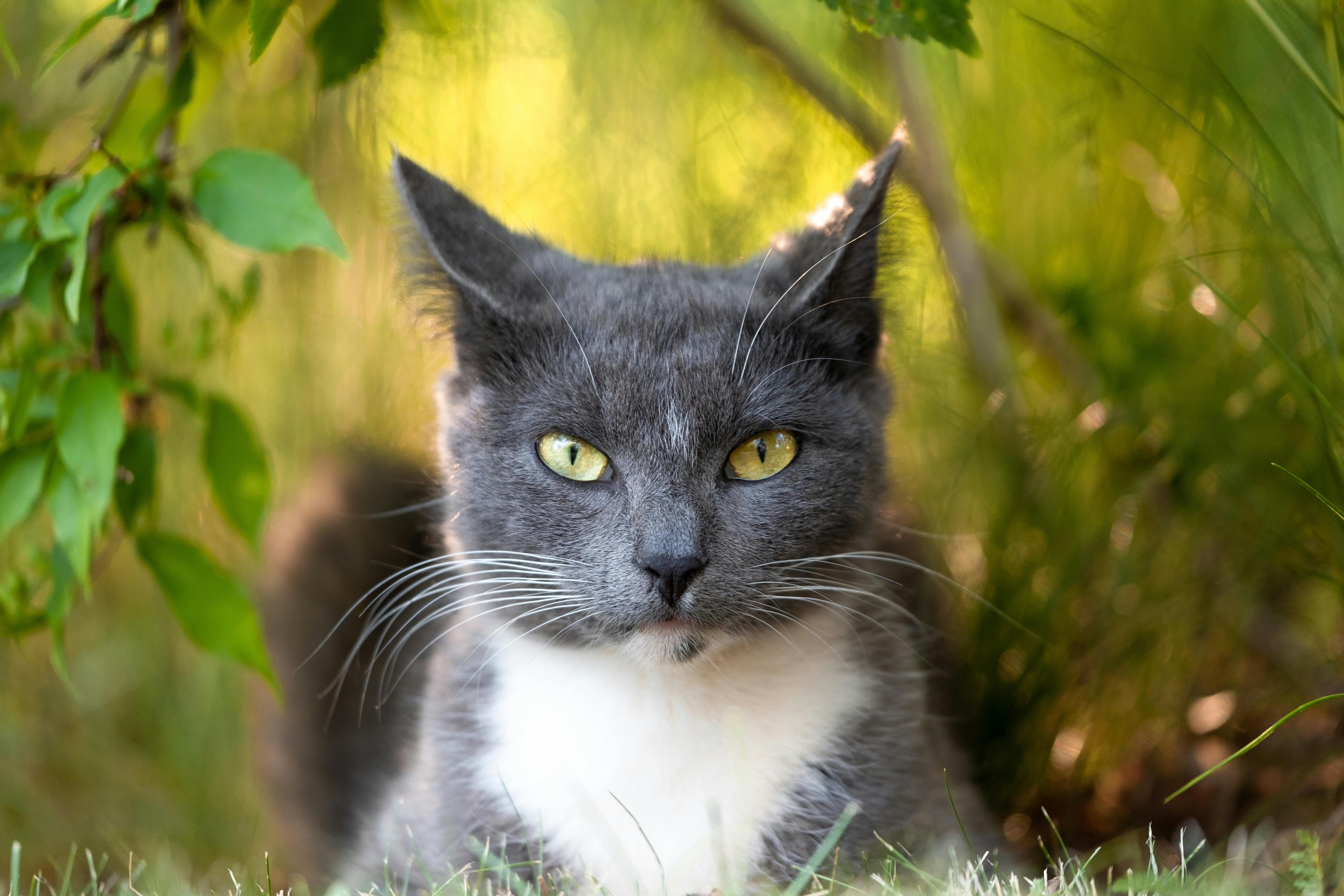 cute gray cat lying on grass among bushes