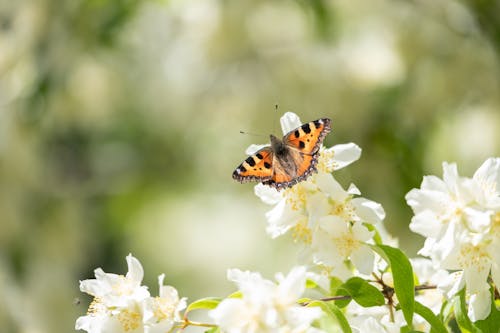 Small orange butterfly on white delicate flowers in blossom on blurred background of forest