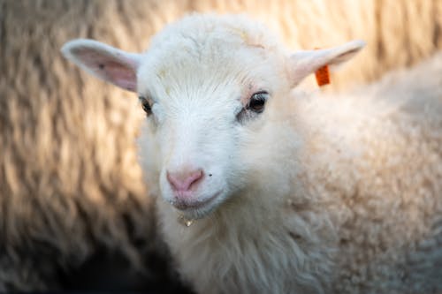 Free White domestic fluffy lamb in rural nature Stock Photo