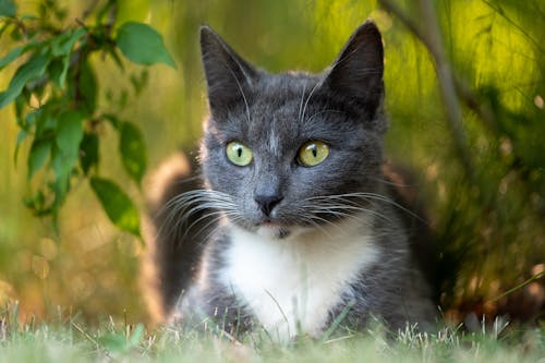 Fluffy cute cat with long whiskers lying among trees with fresh verdant leaves in forest