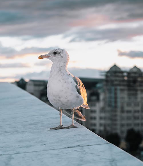 White seagull on roof of building in city