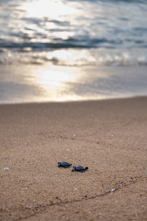 Little turtles on sandy coast of wavy sparkling sea in sunny weather in summer