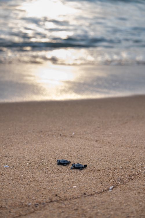 Free Little turtles on sandy coast of wavy sparkling sea in sunny weather in summer Stock Photo