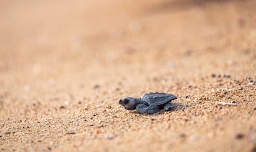 Wild tiny turtle on sandy coast