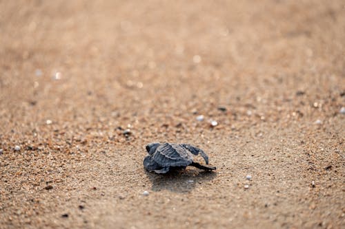 Wild tiny turtle on textured sandy ground in daytime in summer on blurred background
