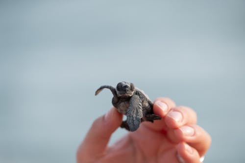 Tiny turtle in hand of person
