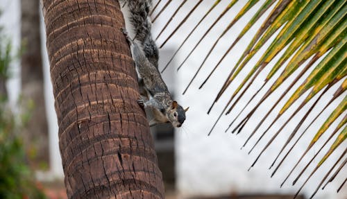 Fluffy wild squirrel running on brown textured trunk of palm tree with fresh verdant leaves