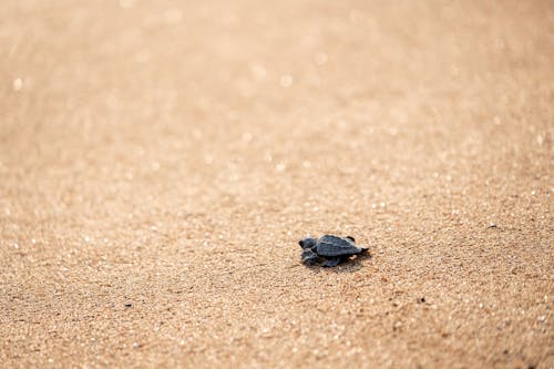 Small turtle crawling on textured sandy ground