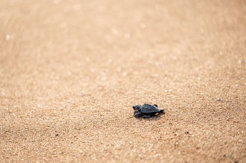 Free Little turtle on rough sandy shore in bright daylight on blurred background of beach Stock Photo