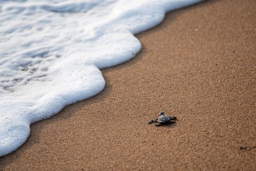 From above of small turtle crawling on sandy coast washed by wavy foamy water of sea