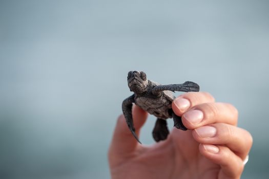Crop anonymous person showing little wild turtle in hand on blurred background of cloudless sky