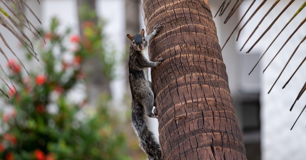 How to get rid of squirrels in your yard naturally