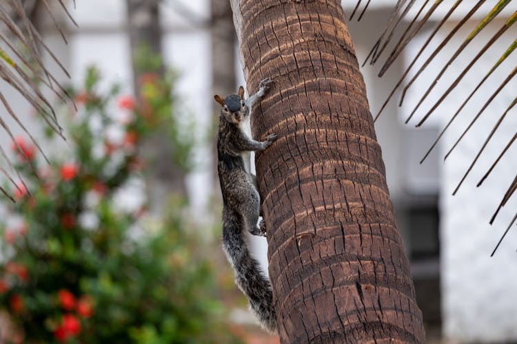 Cute Fluffy Little Squirrel Running On Palm Tree