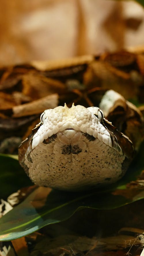 Close Up Shot of a Snake