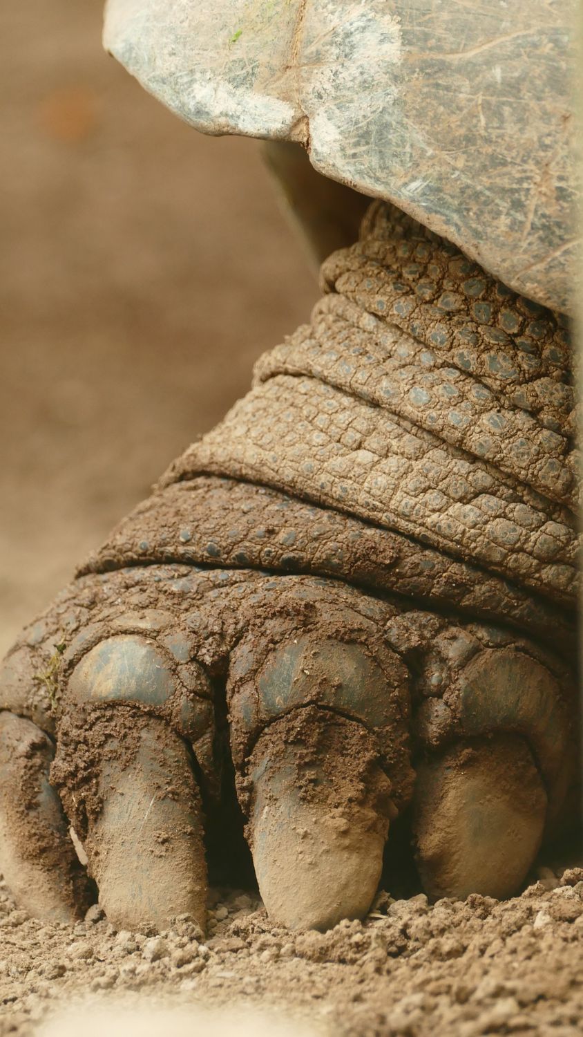 Turtle Legs Shell Turtle Leg · Free Stock Photo