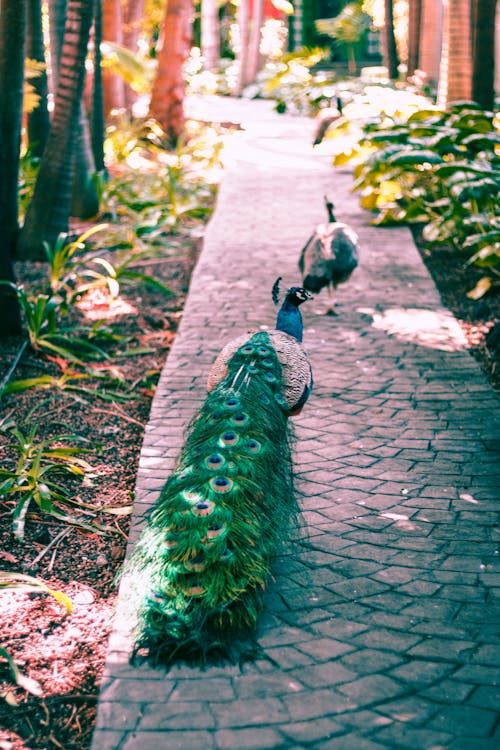 Peacock on Brown Concrete Pathway