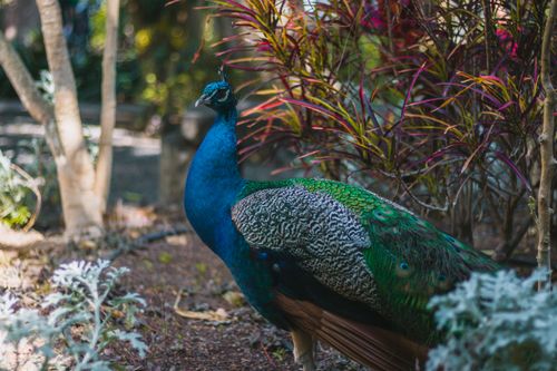 Free A vibrant peacock showcasing its colorful feathers in a lush garden setting, capturing the essence of wildlife beauty. Stock Photo