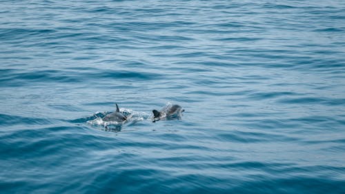 Безкоштовне стокове фото на тему «атлантичний океан, Дельфіни, морська тварина»