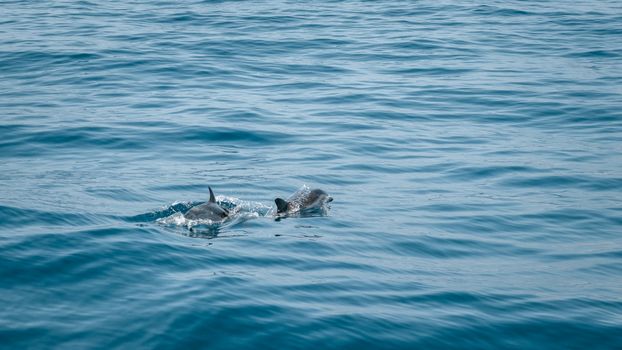 dolphin photo